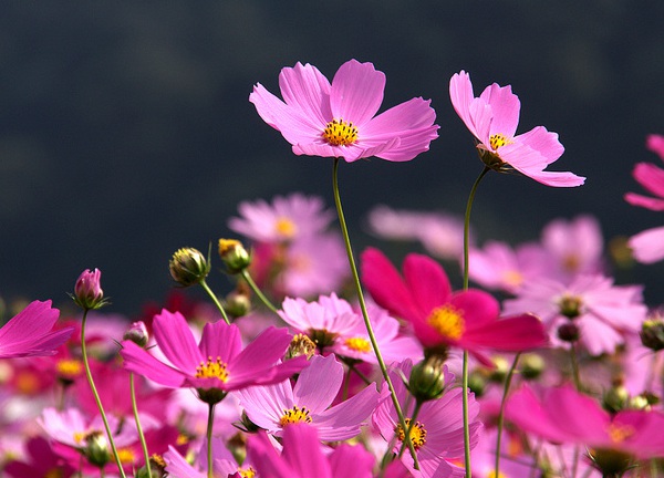 1632875671548309.jpg image.jpg