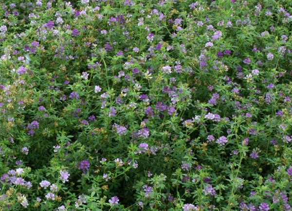 1632962879314115.jpg image.jpg