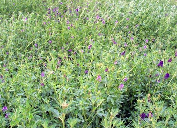 1632962894760845.jpg image.jpg