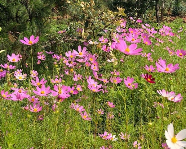 1632963911846051.jpg image.jpg