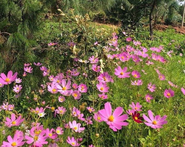 1632963922467250.jpg image.jpg