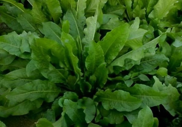 1632964192881134.jpg 1632964192881134.jpg