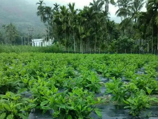 1632964239596036.jpg 1632964239596036.jpg