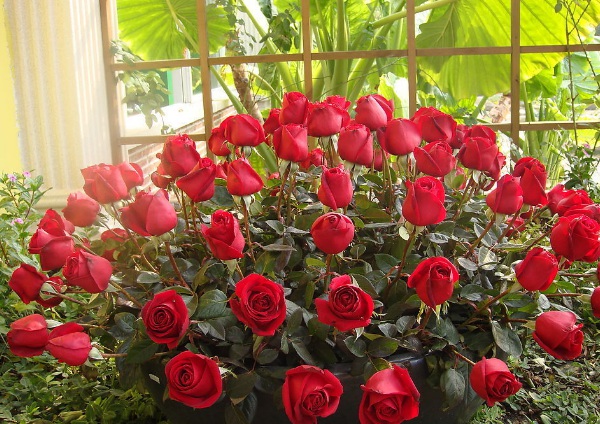 1633763245557179.jpg image.jpg