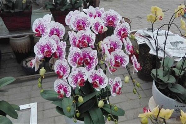 蝴蝶蘭 蝴蝶蘭