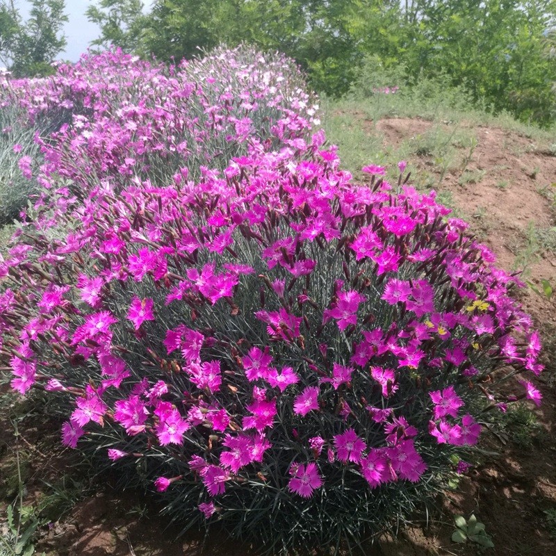 五彩石竹 五彩石竹