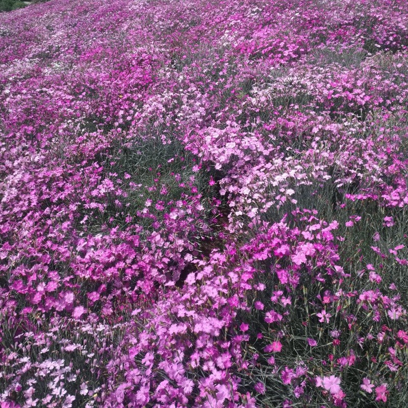 五彩石竹 五彩石竹