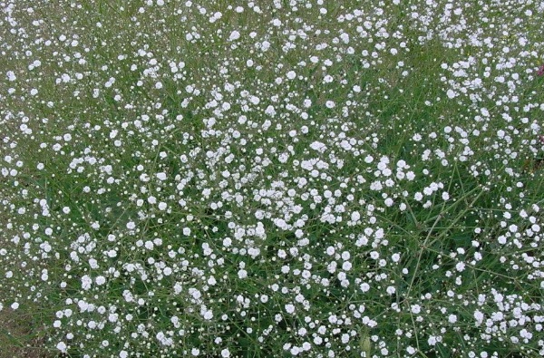 1634118976544850.jpg image.jpg