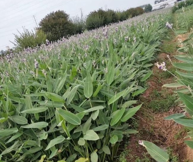 1634121869869812.jpg 圖片.jpg