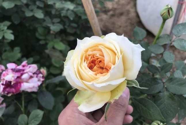 1634123275511043.jpg 圖片.jpg