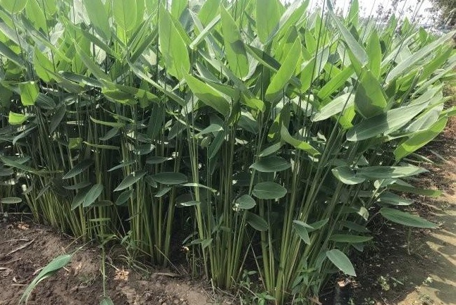 1634464176163398.jpg 圖片.jpg