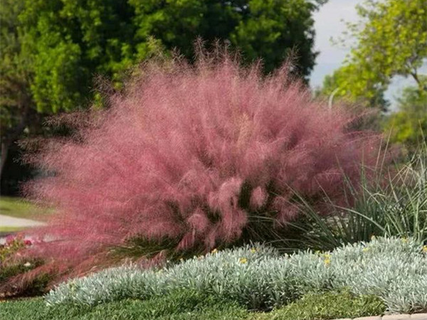 粉黛亂子草開(kāi)花要求