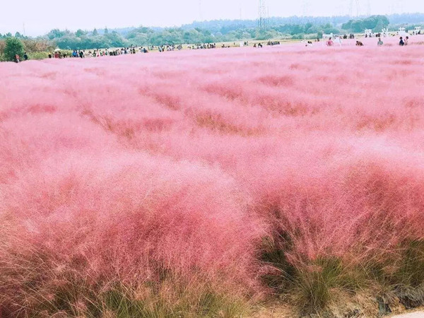 粉黛亂子草開(kāi)花要求