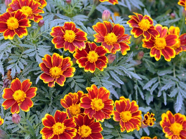 常綠開花多年生除草菊 常綠開花多年生除草菊