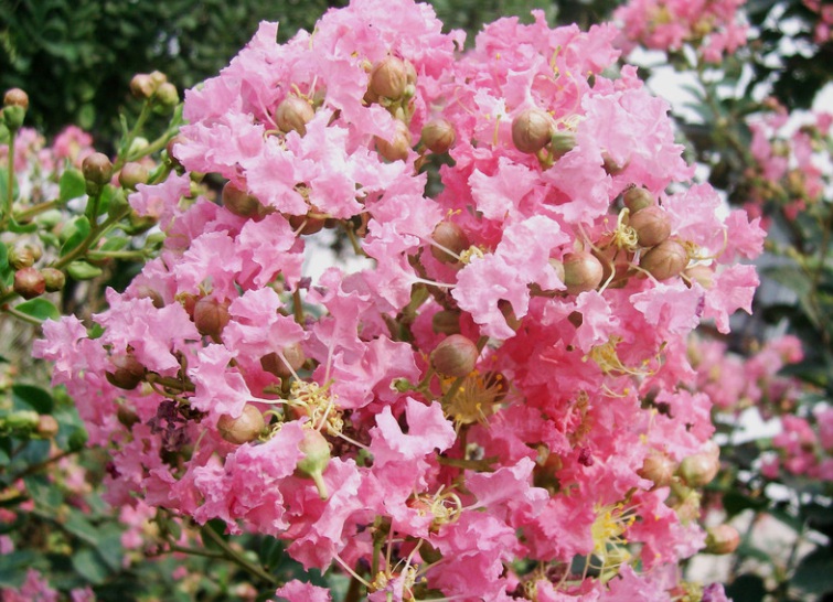 1635494572836255.jpg 1.jpg