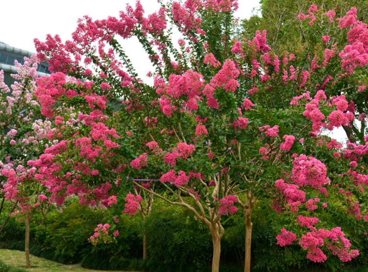 1635494617898914.jpg 3.jpg