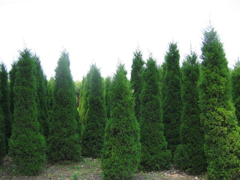 1636972482510486.jpg 1636972482510486.jpg