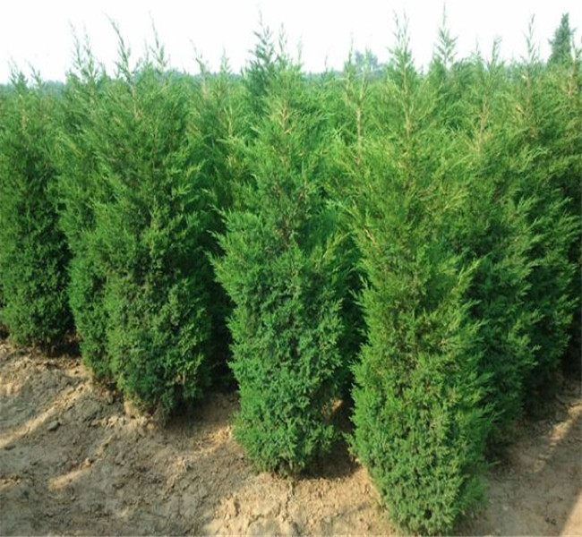 1636975031449016.jpg 1636975031449016.jpg