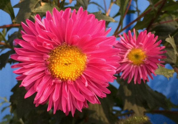 1637025426328341.jpg image.jpg