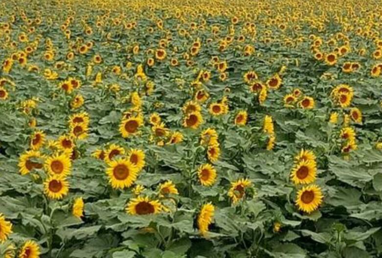 1637850393650219.jpg 1637850393650219.jpg