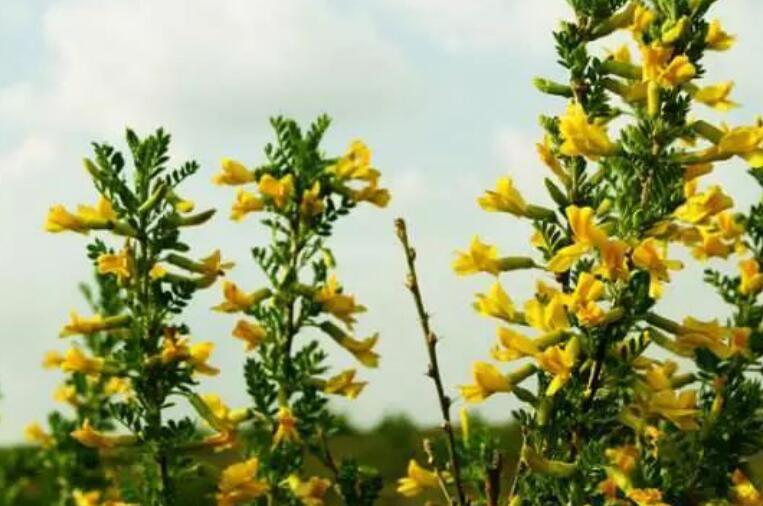 1637852503517826.jpg 1637852503517826.jpg