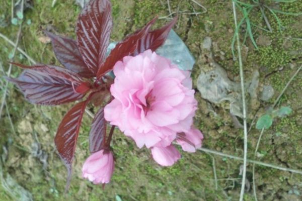 關(guān)山櫻花 關(guān)山櫻花