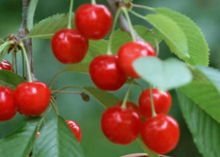 1637919474568203.jpg 櫻桃11111111111111111111111.jpg