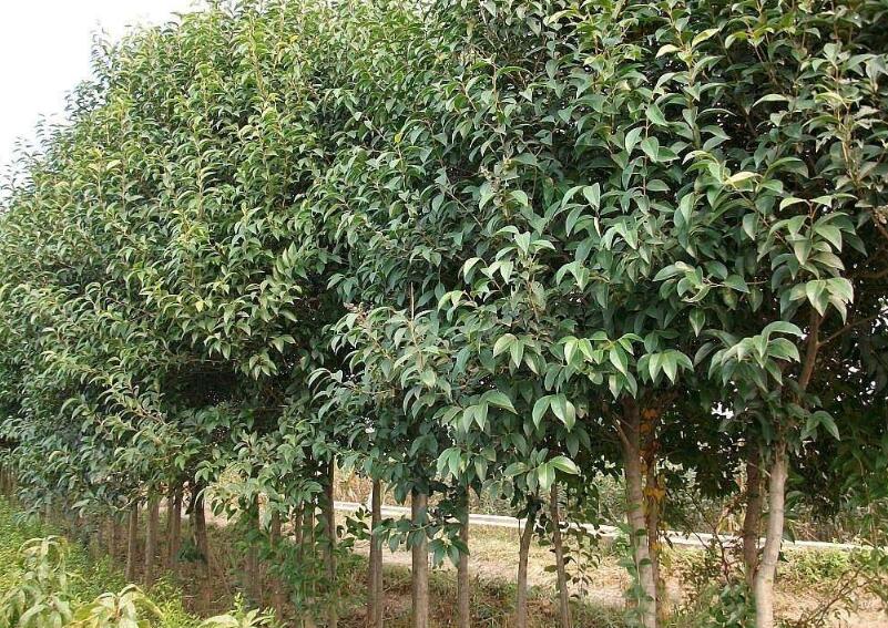 1637937026878871.jpg 1637937026878871.jpg