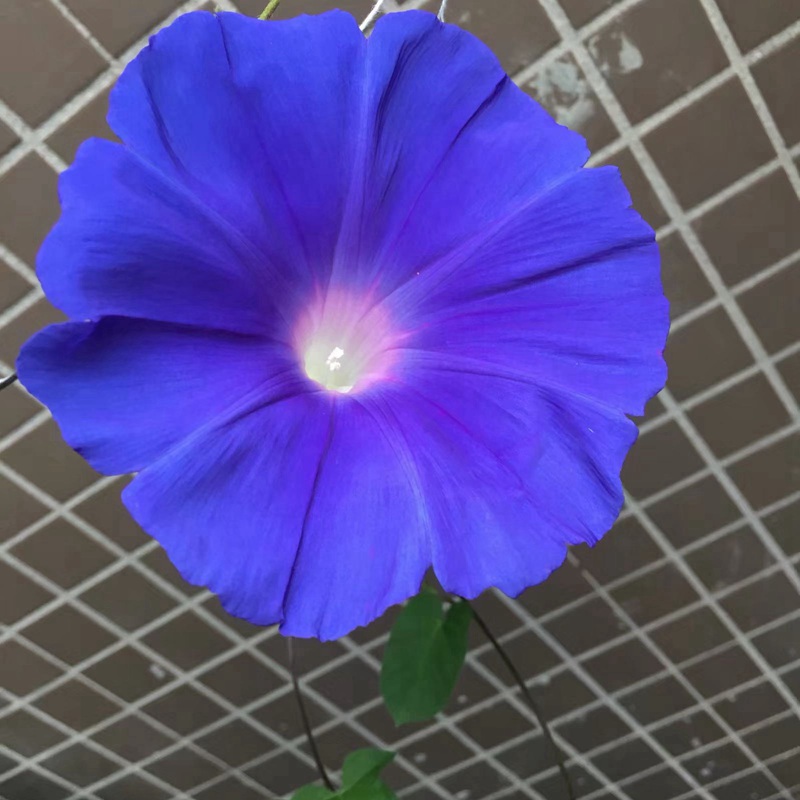 牽?；?/></p><p style=