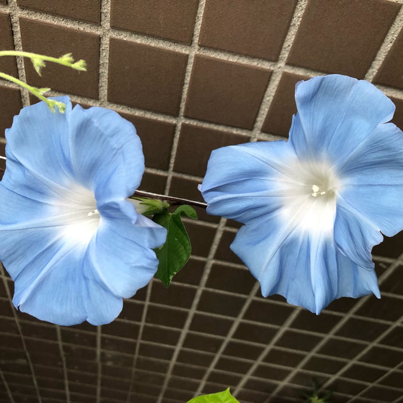 矮牽?；?/></p><p style=