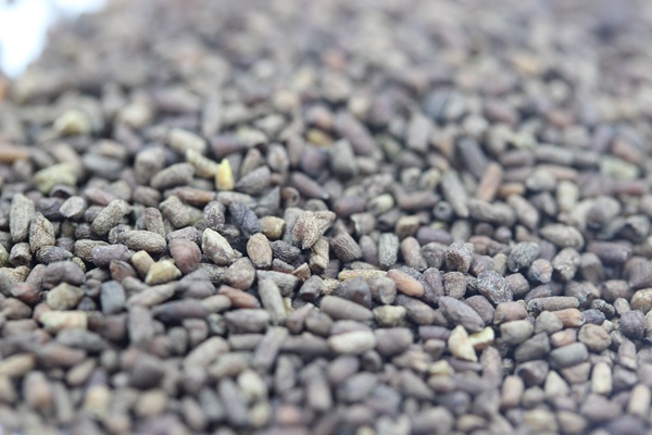 二月蘭種子 二月蘭種子