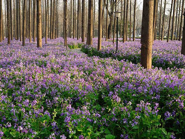 二月蘭花海紫色藍色 二月蘭花海紫色藍色