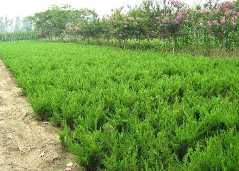 1640227896610035.jpg 1640227896610035.jpg