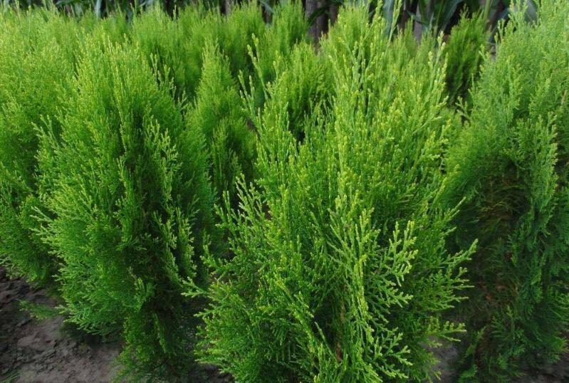 1640250601394721.jpg 1640250601394721.jpg