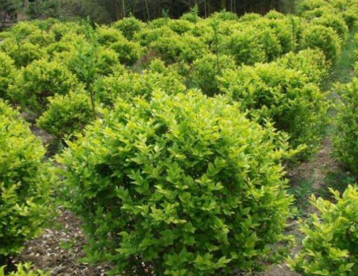 1640446569346008.jpg 1640446569346008.jpg