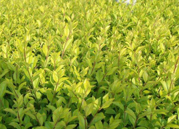 1640446576834070.jpg 1640446576834070.jpg