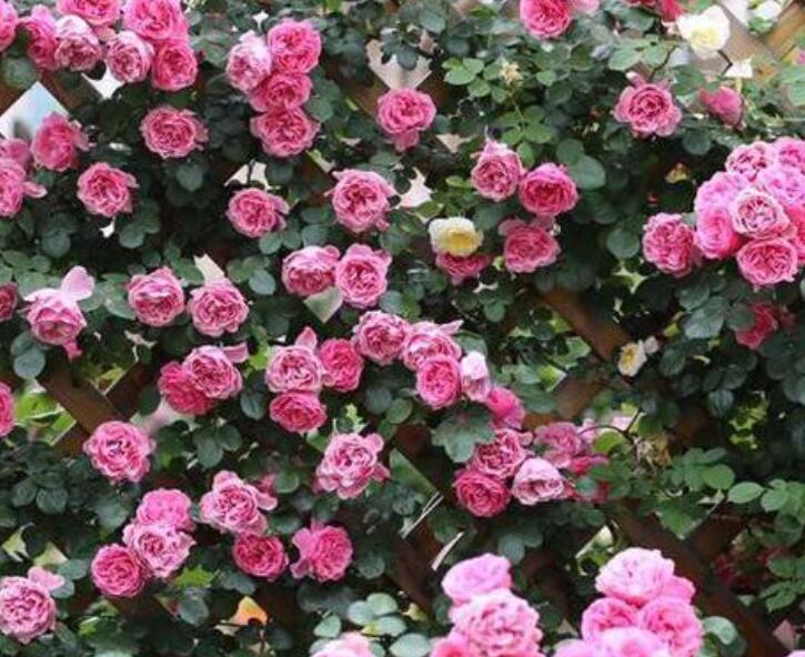 1640681342286284.jpg 1640681342286284.jpg