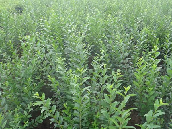 1640950258497043.jpg 水臘 (3).jpg