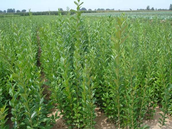 1640950268671676.jpg 水臘 (1).JPG