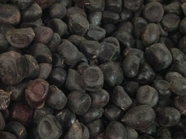 1641897172561078.jpg 25b7e46a9490fc4356d12b724fefff4c_1-1F4231G255W6.jpg