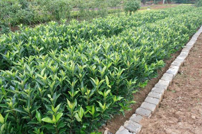 法國冬青 法國冬青