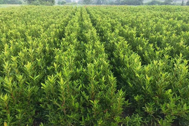 法國冬青 法國冬青