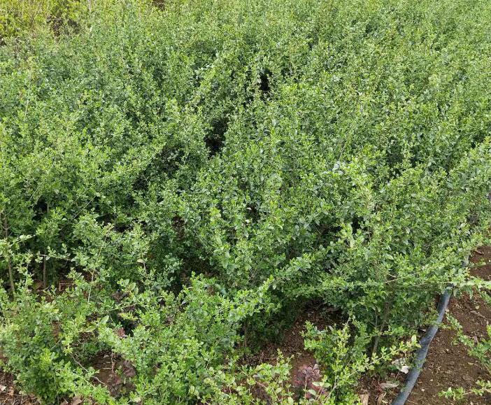 1643081597648439.jpg 1643081597648439.jpg