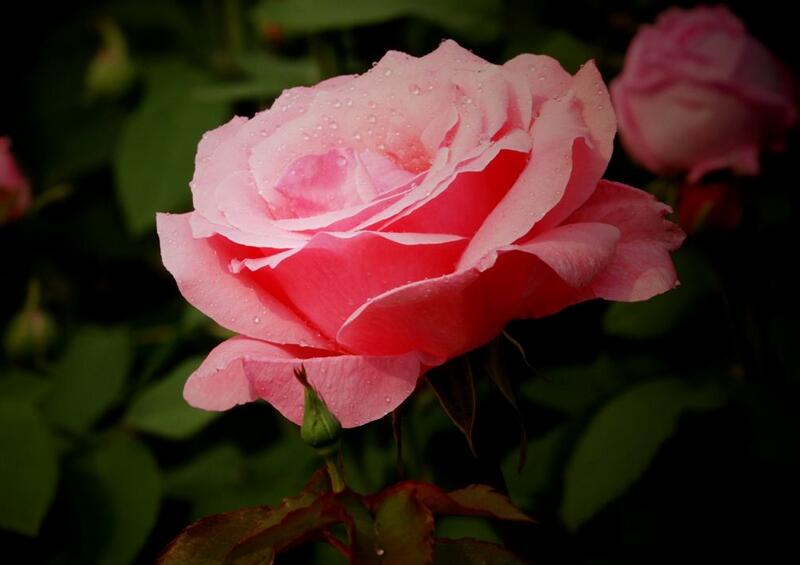 1644061116331304.jpg 1644061116331304.jpg