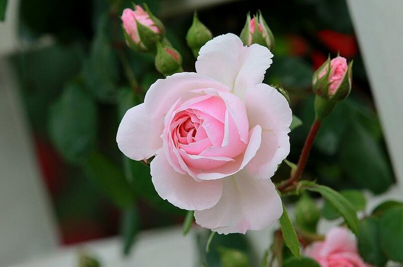 1644061116355628.jpg 1644061116355628.jpg