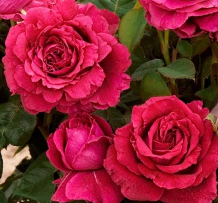 1644124600790547.jpg 1644124600790547.jpg