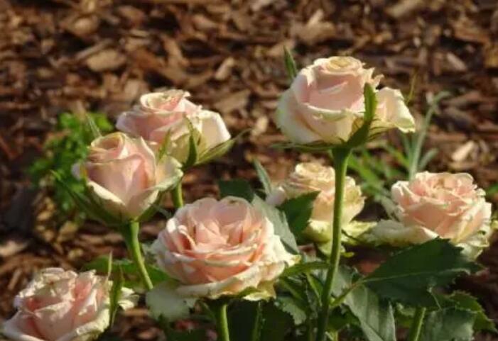 1644125917148790.jpg 1644125917148790.jpg