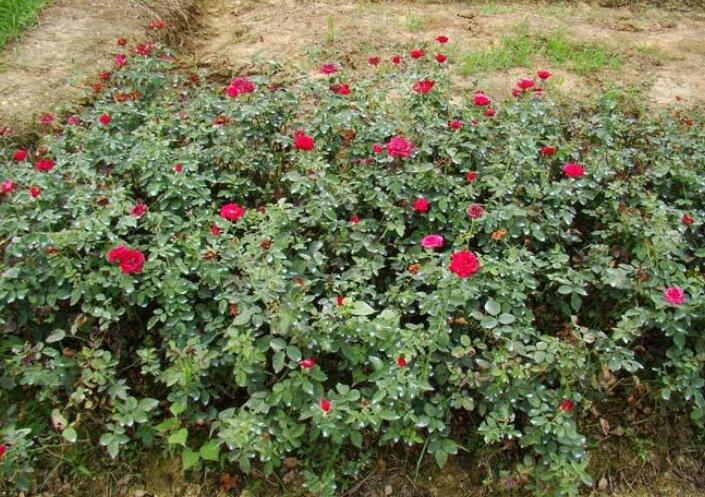 1644125917202747.jpg 1644125917202747.jpg