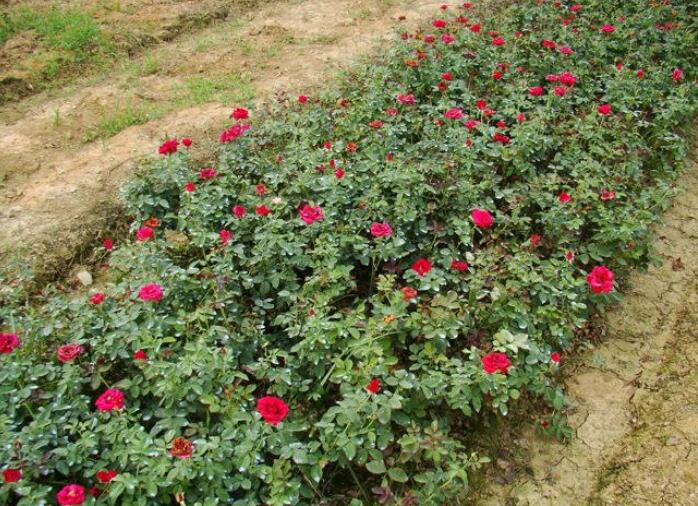 1644125917651536.jpg 1644125917651536.jpg