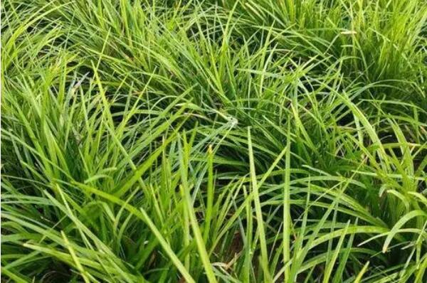 1644126491163775.jpg 1644126491163775.jpg